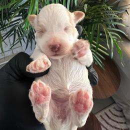 Dustin - Parti male Miniature Schnauzer puppy in Menifee, California from Moonshine’s Minis
