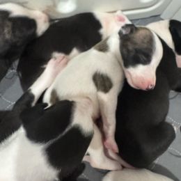 Romeo - White and red brindle male Whippet puppy in Henryville, Indiana from Forestview