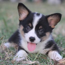 American Corgi, French Bulldog, and Pembroke Welsh Corgi Puppies from Moonstone Corgis & Frenchies