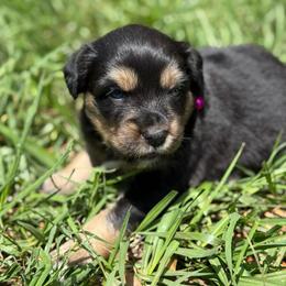 Dixie ASDR - Black tri female Miniature Australian Shepherd puppy in Polk City, Florida from Skaky Shepherds