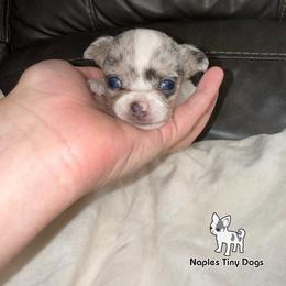 Merl - Merle male Chihuahua puppy in Naples, Florida from Naples Tiny Dogs