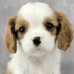 Bernedoodles, Cavalier King Charles Spaniels, Cavapoos, and Poodles from Grandeur Valley Puppies
