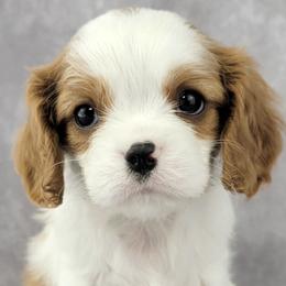 Bernedoodles, Cavalier King Charles Spaniels, Cavapoos, and Poodles from Grandeur Valley Puppies