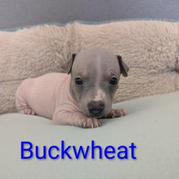Buckwheat - Blue fawn and white male American Hairless Terrier puppy in Phoenix, Arizona from Bare Valley