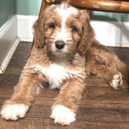 Ozzy - Red merle male Aussiedoodle puppy in Melrose, Florida from Howdilly Doodley