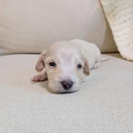 Peony - Cream female Dachshund puppy in Dighton, Massachusetts from Powerdox Dachshunds