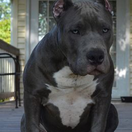American Bully Puppies from Nitro’s Bullies