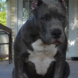 American Bully Puppies from Nitro’s Bullies