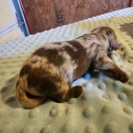 Sarge - Dapple male Dachshund puppy in Stillwater, Oklahoma from Shade Tree Dachshunds