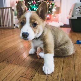 Pembroke Welsh Corgi Puppies from Rose Water Corgis