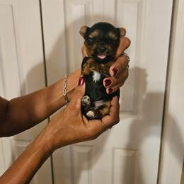 Boy 6 - Black and gold male Yorkshire Terrier puppy in Hilluard, Ohio from BR’s Yorkshire Terriers