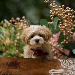 Emerald - Apricot male Maltipoo puppy in Deming, Washington from Heavenly Puppies to Love