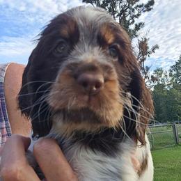 Dixie - Liver white and tan female English Springer Spaniel puppy in Hephzibah, Georgia from Sidel's Springers