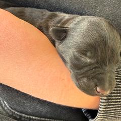 Stella - Black female Scottish Terrier puppy in Yucaipa, California from Janaea Parrish