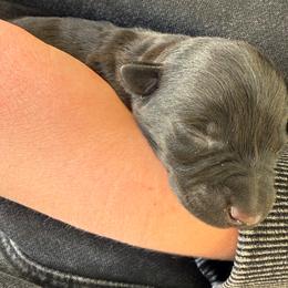 Stella - Black female Scottish Terrier puppy in Yucaipa, California from Janaea Parrish