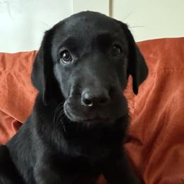 Labrador Retrievers from Timberland Creek Labradors