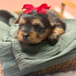 Dora - Black and tan female Yorkshire Terrier puppy in Tangipahoa County, Louisiana from Riche’ Louisiana Yorkies