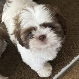 Bash - Liver and white male Shih Tzu puppy in Scottdale, Pennsylvania from Nancy’s Majestic Shih Tzus