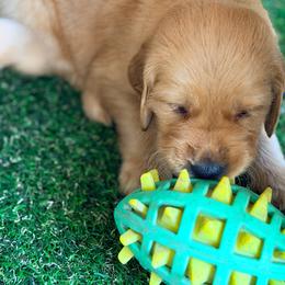 Grey - Dark golden male Golden Retriever puppy in Smithfield, Utah from Golden Palms Puppies