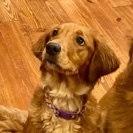 JoJo - Golden Retriever