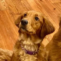 JoJo - Golden Retriever