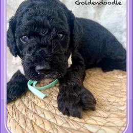 BENEDICT - Black male Goldendoodle puppy in Houston, Texas from Pia’s Doodle Poodle Wag