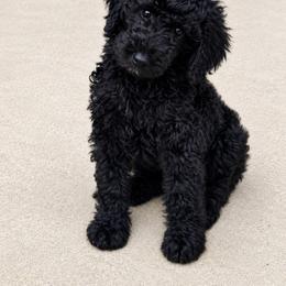 Dark pink - Black female Goldendoodle puppy in Ranger, Georgia from Muscadine Meadows Poodles and Doodles