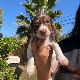 Chocolate Pie - Piebald male Dachshund puppy in Yuba City, California from The Navarro Furbabies