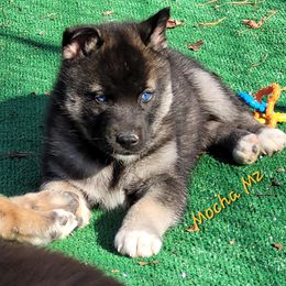 Mocha Male 2 - Agouti and white male Siberian Husky puppy in Hiawassee, Georgia from Chastains Huskies