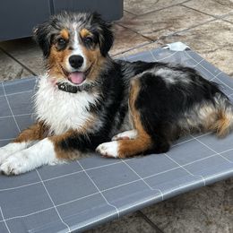 Australian Shepherd and Miniature Australian Shepherd Puppies from Integrity Aussies Tx