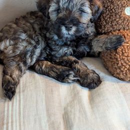 Boy 1 - Schnoodle puppy from Pawsome Puppies