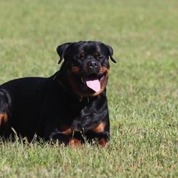 Rottweilers from Blackthorn Rottweilers