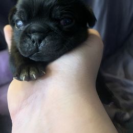 Pug Puppies from The Grumble Pack