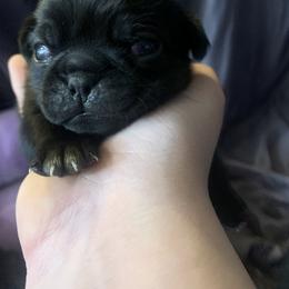 Pug Puppies from The Grumble Pack