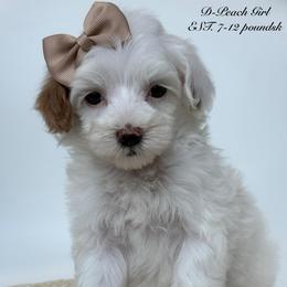 D-Peach Girl - Parti female Goldendoodle puppy in Lewisville, Texas from Texas Goldendoodle Lovers