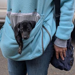 2 - Sadie - Brindle female Dachshund puppy in Central Point, Oregon from MRS Long Dog Ranch