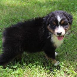 Houston - Black tri-color male Australian Shepherd puppy in Kansas, Oklahoma from Windy G Farm