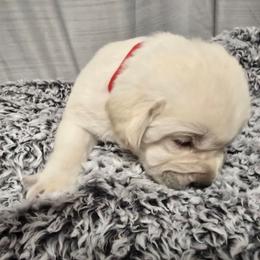 Yellow Male 3 - Yellow male Labrador Retriever puppy in Conway, Missouri from Patton's Triple Pine Farm
