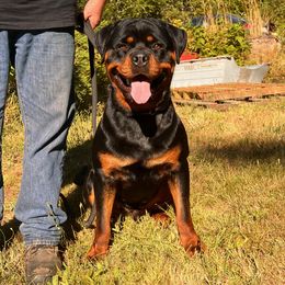 Noris - Rottweiler