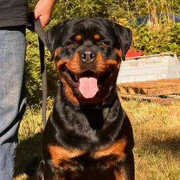Noris - Rottweiler