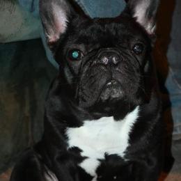 Gwen - French Bulldog