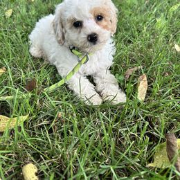 Boy 5 - Parti male Poodle puppy in Hillsboro, Illinois from Perfect Paws Puppies