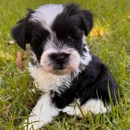 Black parti boy 5 - Parti male Miniature Schnauzer puppy in Pflugerville, Texas from K&K Precious Tx schnauzers