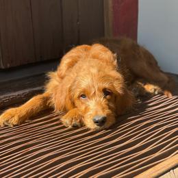 Maple - Goldendoodle