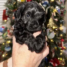 Yorkipoo Puppies from Anderson's Yorkiepoo