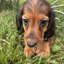 Quest AKC - Red male Dachshund puppy in Argos, Indiana from TKO Doxies
