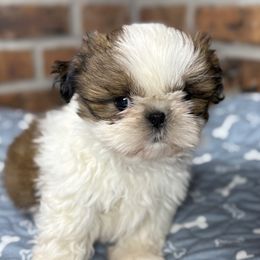 Gus - Red and white male Shih Tzu puppy in Morrisville, Missouri from Sweetbriar Shih Tzu