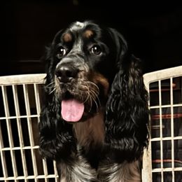 Sparky - English Springer Spaniel