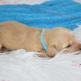 Dark cream boy - Cream male Dachshund puppy in Seminary, Mississippi from Down South Mavericks Dachshunds
