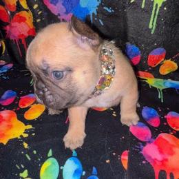 Diamond Dream - Blue fawn female French Bulldog puppy in Fort Wayne, Indiana from Jack & Ruby’s Frenchies